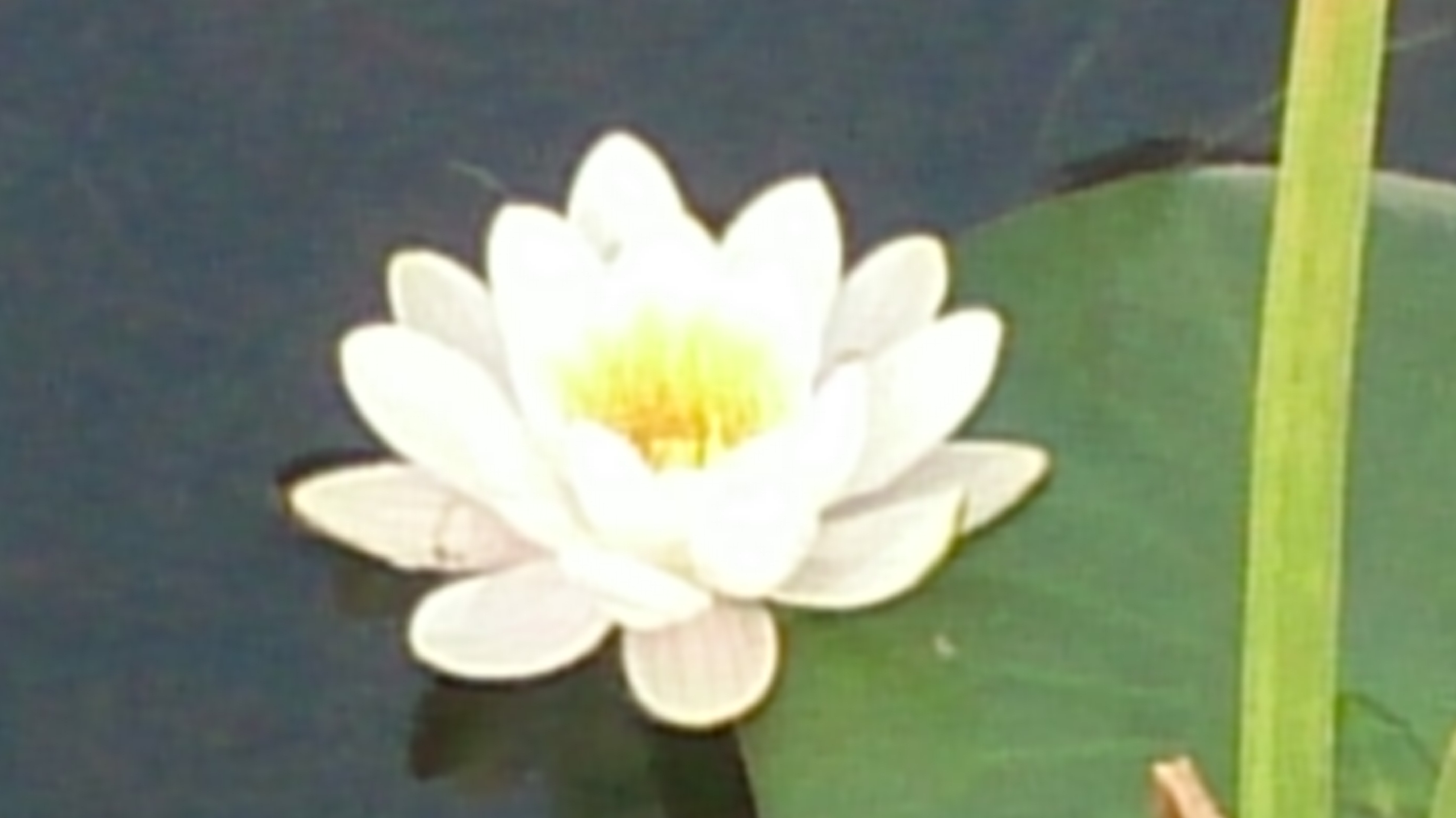 Mindfulness, un camino para despertar y mejorar tu calidad de vida